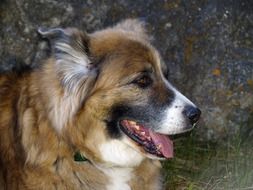 Saint Bernard dog close-up