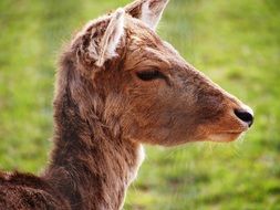 roe deer on a meadow in a park