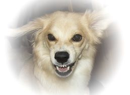 small Dog with sharp teeth