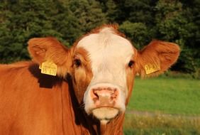 Cow on the farm