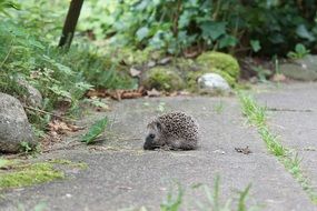 cute little hedgehog in the garden