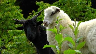 white Sheep and black screw horned Ram together