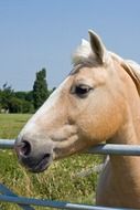 Palomino Horse head above fence