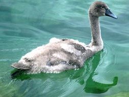 little swan on green water