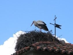 Picture of White Stork on a roof