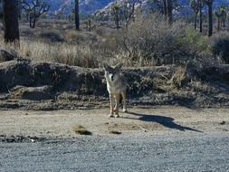 Wild Coyote