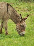 stunningly beautiful Donkey is grazing