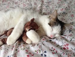 cat is sleeping with a soft toy