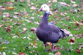 goose on green grass with dry leaves