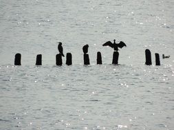 Birds on Sea