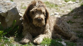 beautiful and cute brown Dog