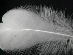 Close-up of the white fluffy feather on a black background