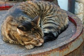 Cat Tabby Brown Stripy Barrel