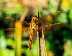 dragonfly on a plant on a background of green trees
