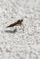 insect with a sharp sting close up