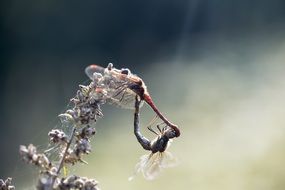 Closeup picture of Damesfly