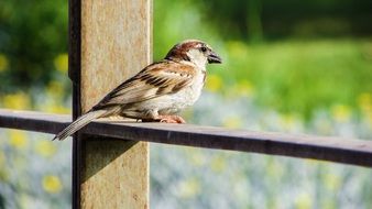 sparrow in springtime