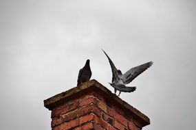 Pigeons on a Chimney