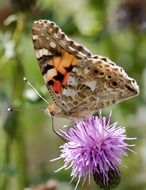 Butterfly feeding on Thistle in Wild