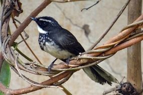 white-throated fantail flycatcher in wildlife
