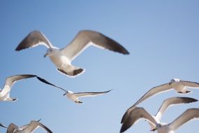 gulls flying under the sky