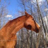 profile portrait of a quarter horse
