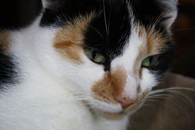 multicolored cat face close up