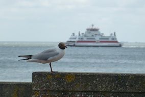 Beautiful gull near the North Sea