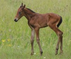 wild foal with long legs in a green meadow
