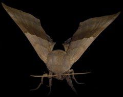 Moth Bug Insect Close Macro