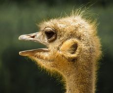 head of a young ostrich, close