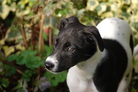 Cute and beautiful black and white dog near the bush