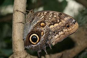 owl butterfly on the twig