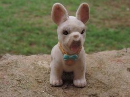 toy french bulldog puppy outdoor