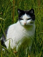 Black-White Cat sits in grass