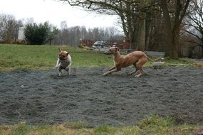 the hound and the french bulldog play in the yard