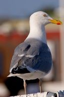 white seagull with gray wings