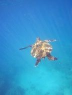 sea turtle in hawaii