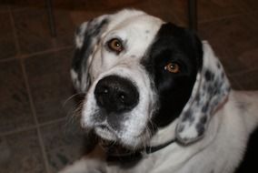black and white dog with a devoted gaze