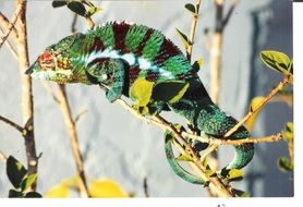 chameleon on a branch