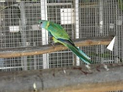 green parrot on a wooden stick