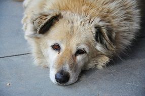 Golden Retriever doggy resting