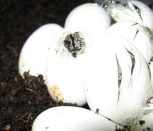 Snake Eggs