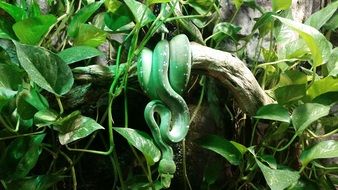 green snake in tropicaria in budapest