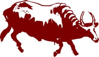 Buffalo red drawing