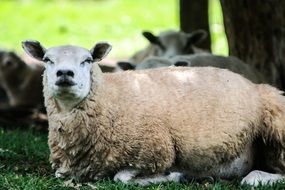 a sheep lies near a tree