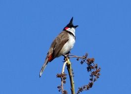 Red-Whiskered Bulbul or pycnonotus jocosus in the wildlife