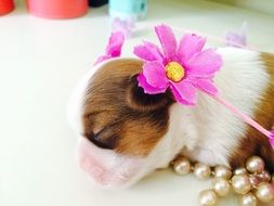 Colorful small spotted puppy and pink and yellow flowers and other decorations