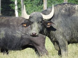 dirty water buffaloes