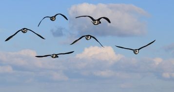 a flock of ducks fly in the sky